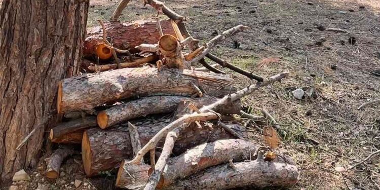 Διανομή καυσόξυλων στους πολίτες από το δήμο Ζωγράφου και τον ΣΠΑΥ