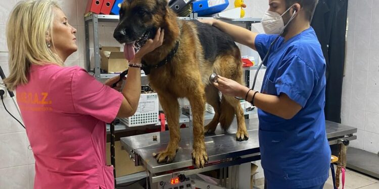 Ηλεκτρονική σήμανση και εμβολιασμός σκύλων από το ΔΙΚΕΠΑΖ