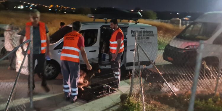Διασώσεις ζώων από το ΔΙΚΕΠΑΖ