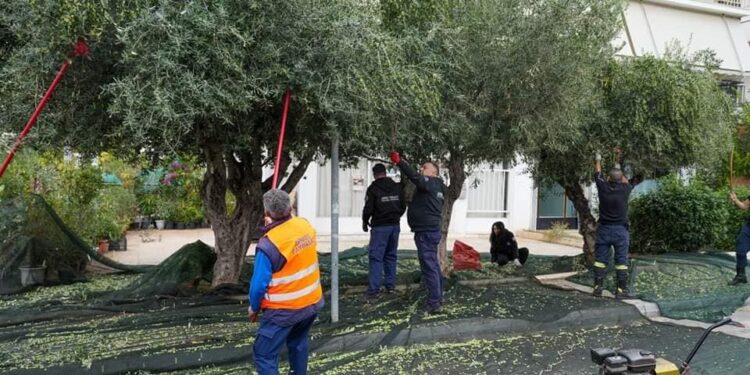Λιομάζωμα 2023: Δωρεάν λάδι για 10η χρονιά από τον Δήμο Γλυφάδας