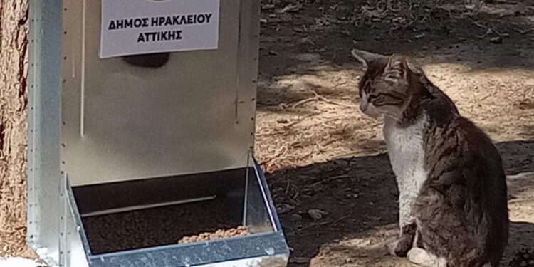 Δήμος Ηρακλείου Αττικής: Φαγητό και νερό σε 24 σημεία για τις αδέσποτες γάτες