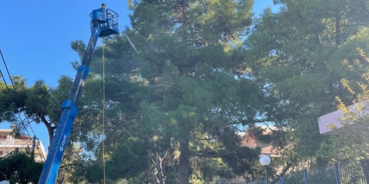 Παρεμβάσεις για τον περιορισμό του πληθυσμού της κάμπιας πραγματοποιεί ο Δήμος Ηρακλείου Αττικής
